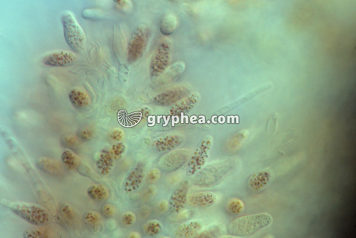 Fucus vésiculeux - anthéridies en place dans un conceptacle mâle x70 - gryphea.com